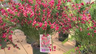 Cytisus Burkwoodii Hybrid Broom  BRIGHT🌞 CHEERY Easy to Grow Spring Bloomer [upl. by Millan]