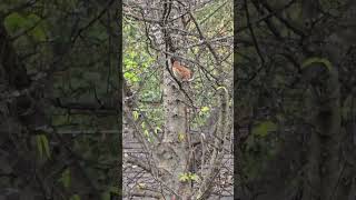 Brown Thrasher Brutusn Tigger day God Bless Your Day from Alabama ❤️✅️💯 [upl. by Metabel176]