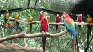 Araras Vermelhas no Parque das Aves Reds Macaws at Iguassu Falls [upl. by Kanya]