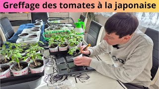 Greffage des tomates à la japonaise [upl. by Tegdig507]