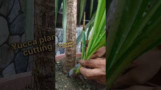 Easy tips to grow Yucca plant from cutting yucca shorts [upl. by Nywnorb]