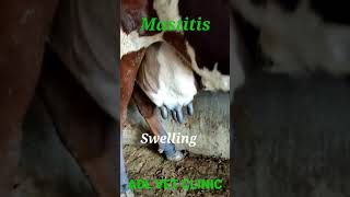 Mastitis in Cow [upl. by Akisej]