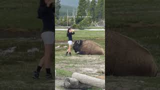 Yellowstone National Park woman approaches bison for selfie in dangerous stunt [upl. by Corydon]