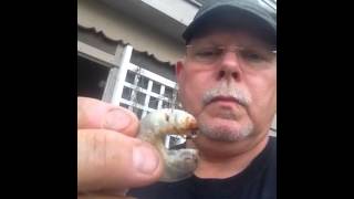 Crazy Guy Eats Giant Grub After Watching Bear Grylls [upl. by Adnavoj]