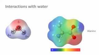 Biochemistry 30 Water and solubility [upl. by Janeta]