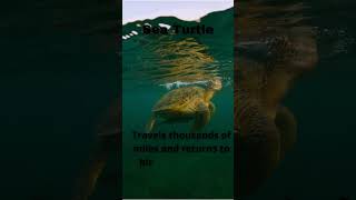 quotSea Turtles Epic Journey Thousands of Miles Back to Birth Beachquot animalfacts facts wildlife [upl. by Babara]