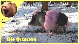 Lustige Videos  Lustige Tiere  Die Ostersau  Frohe Ostern [upl. by Renrew449]