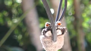 Australian Willie Wagtail birds growing up  from eggs to fledglings [upl. by Hillier260]