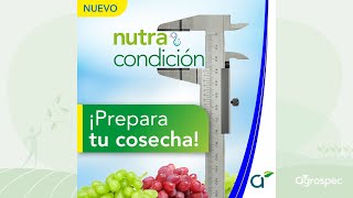 Uva de mesa Prepara tu cosecha con Nutra Condición  NutraEspecialidades  Noviembre 2024 [upl. by Gnaw]