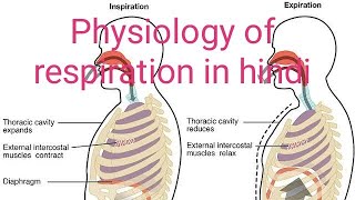 Physiology of respiration in hindi english [upl. by Oirottiv733]