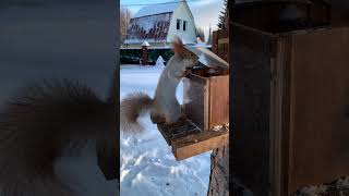 Суетливый малыш squirrel animals cute wildlife snow feedanimals белка nature ￼ [upl. by Kironde]