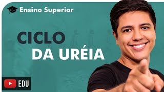 OXIDAÇÃO DE AMINOÁCIDOS E CICLO DA URÉIA  ENSINO SUPERIOR  Prof Kennedy Ramos [upl. by Armilla178]