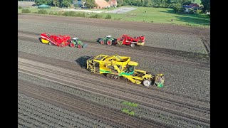 Aardappels rooien door akkerbouwbedrijf Deddens  Ploeger AR4BX  Grimme EVO 290  Grimme SE 15060 [upl. by Ahsenra]