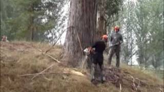 Felling Massive gumtrees in New Zealand [upl. by Arianna]