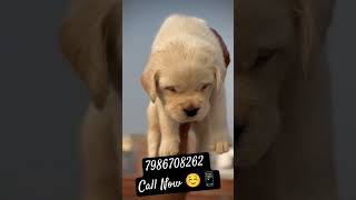 Lebre Top quality ❤️🥰 🙏 music remix instagram doglover subscribe pets puppy youtubeshorts [upl. by Alleuqahs253]