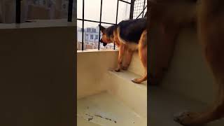 german shepherd dog barking  gsd dog barking  dog barking  puppy barking  dogs voices [upl. by Theone]