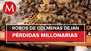 Crimen organizado roba colmenas de abejas en Edomex reportan 6 mdp en perdidas [upl. by Yddeg]