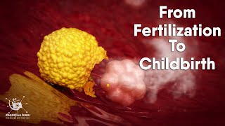 from fertilization to childbirth  3d medical animation  by Dandelion Team [upl. by Ahsekyt]