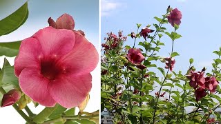 How To GROW amp CARE For Allamanda In Pot SUCCESSFULLY [upl. by Ynotna675]