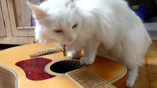 deaf cat plays guitar [upl. by Sherri]