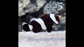 Amphiprion Polymnus Clownfish Bin3aiah Fishes [upl. by Jessee]