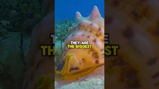 Queen Helmet Facts shorts short shortvideo facts fish ocean nature subscribe shortfeed [upl. by Khajeh378]