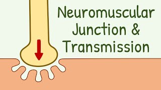 Neuromuscular Junction Structure amp Neuromuscular Transmission  Membrane Physiology [upl. by Diahann309]