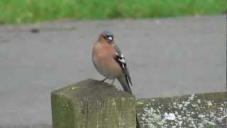 birds de chaffinch sings [upl. by Rebna]