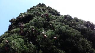 Cupressus sempervirens Stricta seed pods  Italian Cypress HD 01 [upl. by Snilloc]