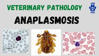 Bovine AnaplasmosisVeterinary Pathology [upl. by Hekker]