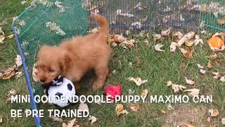 Goldendoodle Puppy Maximo SD 480p [upl. by Haliek]