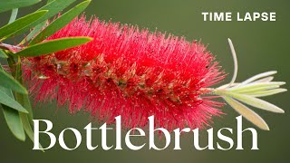 Timelapse CallistemonBottlebrush Flowers Blooming  Australian Native Plant [upl. by Enaffit]