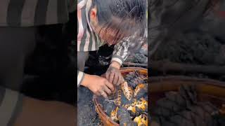 The process of collecting pine nuts from pine cones [upl. by Adlin]