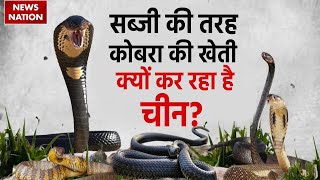 China Snake Farming  सब्जी की तरह कोबरा की खेती क्यों कर रहा है चीन  Exclusive Report  Cobra [upl. by Ecirtel]