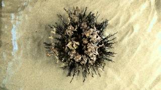 Rose of Jericho resurrection plant  Time Lapse [upl. by Aicemaj]