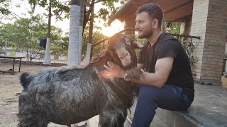 MASHA ALLAH MOST UNIQUE BOER CROSS YEMENI GOAT 2024 PREPARED AT THE MILKYWAY GOAT FARM [upl. by Pontone]