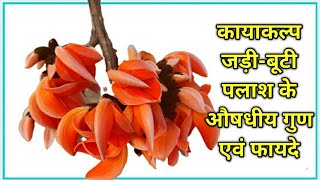 Palash ke phool  पलाश के फूल के फायदे  पलाश के औषधि गुण  Benefits of Butea monosperma  Palash [upl. by Rye]