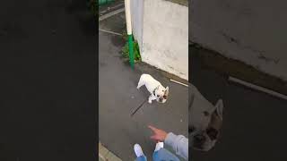 Abonnezvous pour plus de chiens 🐶 caméracachée prank [upl. by Nywloc393]