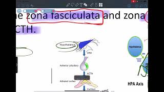 Endocrine pathology lecture 3 adrenal gland [upl. by Tadeo532]