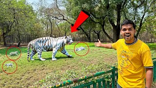 Exploring Zoo Park Hyderabad with our Team 🔥🔥 మొదటి సారి తెల్ల పులిని చూసాము…😱😱 Telugu Experiments [upl. by Cary]