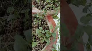 balconi garden herbal plants se bhara hua viral herbal [upl. by Cryan]