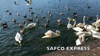 Birds of Prey at Roath Park Lake Cardiff Wales [upl. by Arramahs]