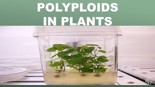 POLYPLOIDS IN PLANTS [upl. by Ahsikam37]