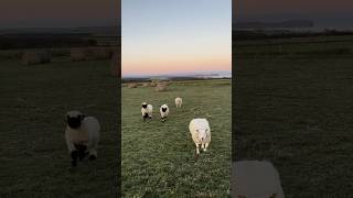 Watch My Valais Blacknose Sheep Run sheep valaisblacknosesheep [upl. by Shevlo518]