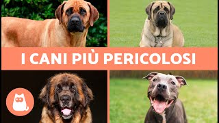 Le 10 RAZZE DI CANI più PERICOLOSE al mondo 🐶⚠️ Genetica o Educazione [upl. by Brandes408]