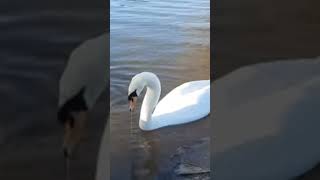 Brownes pond swans [upl. by Llerred]