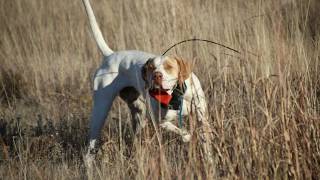 Bobwhite and Blue quail flushing over pointing dogs  Oklahoma Quail Hunting [upl. by Norej52]