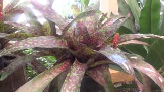 Bromeliads Rio de Janeiro Botanical Garden  Jardim Botanico [upl. by Rutherfurd]