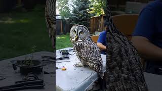 Great Grey Owl In Backyard animals bizzarre owls shorts animallover [upl. by Niatsirhc]