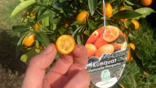 Kumquat fortunella japonicacitrus japonica taste test [upl. by Antoinetta]